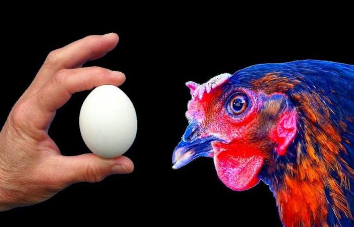 ¿Cuál es el huevo o la gallina? UNIGE tiene la respuesta