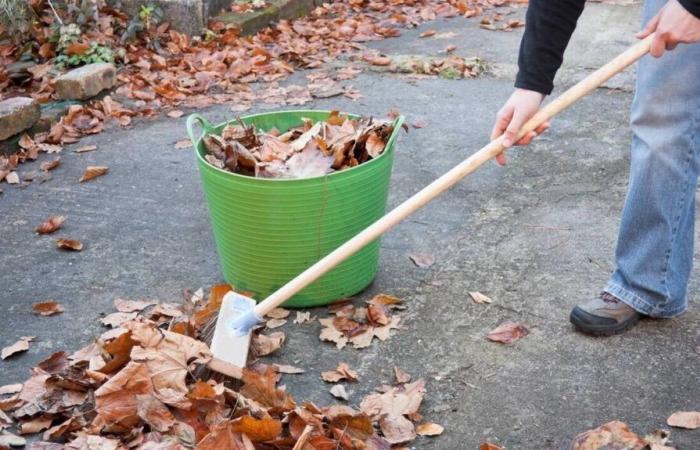 ¿Quién se encarga de recoger las hojas muertas en otoño? Nosotros te respondemos