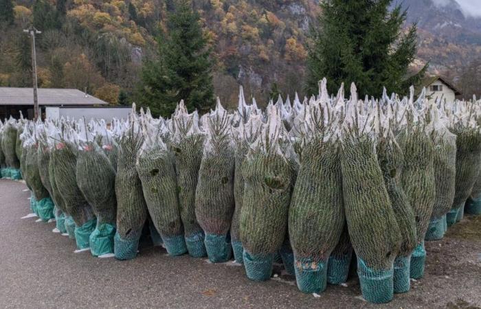 Saboya: ha comenzado la tala de árboles de Navidad