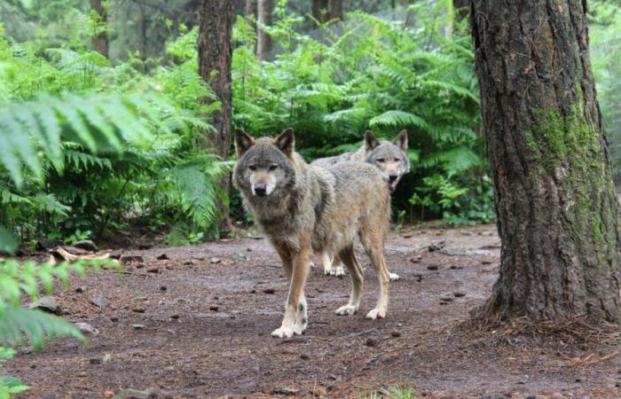 En Finistère, el lobo tiene un museo único en Francia