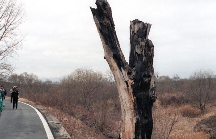 “Incidente del álamo”: ¿Cómo es que un árbol no logró iniciar una guerra mundial?