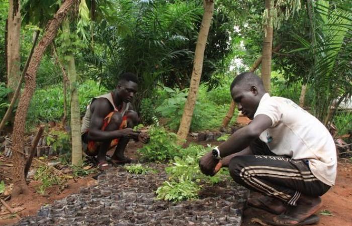 África se ve a sí misma como el centro del futuro mercado global de derechos de contaminación