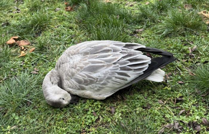 Ante el aumento de los casos de gripe aviar, evite las aves enfermas