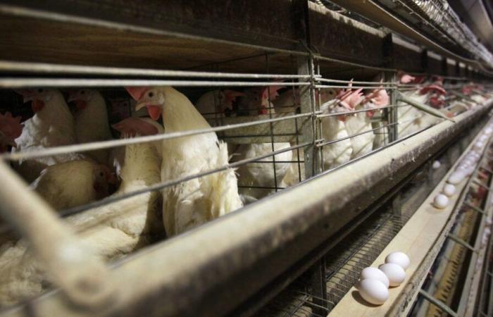 Confirman en Canadá el primer caso humano de gripe aviar H5N1