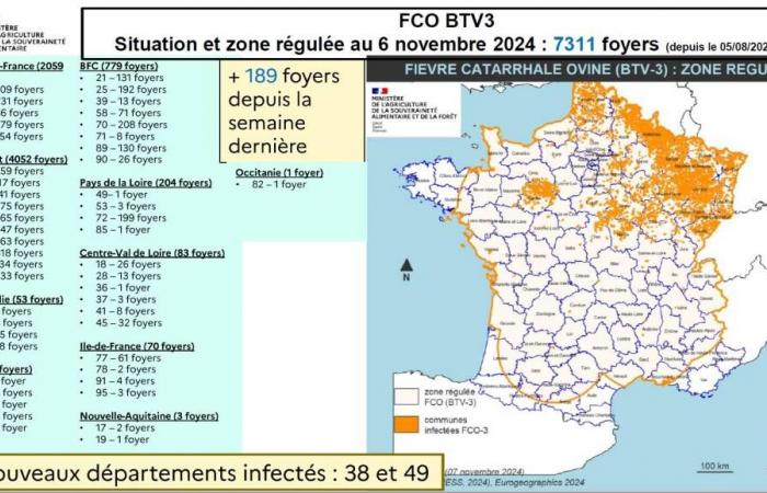 FCO 3: la vacuna puesta a disposición de los ganaderos del Tarn de forma gratuita