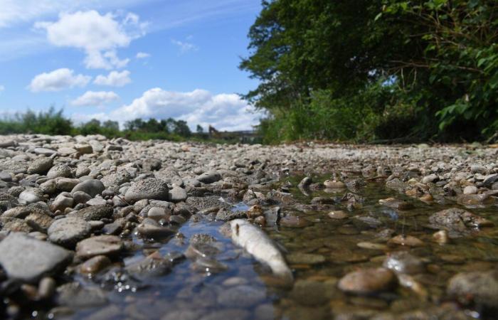 El agua de los ríos se está calentando, ¿están en peligro los peces?