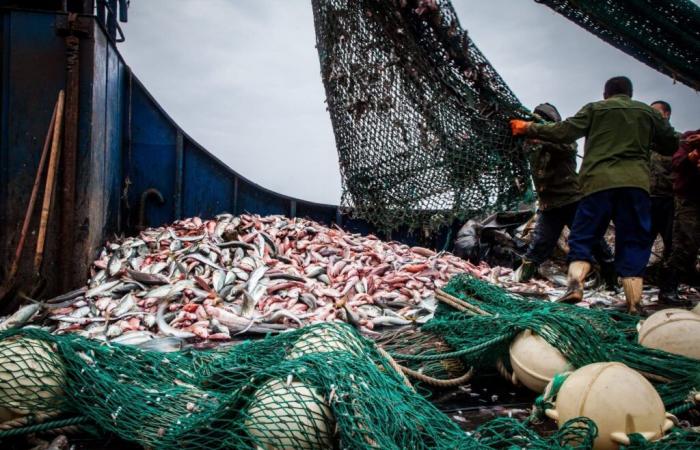 “ES EL GOBIERNO SENEGALÉS EL QUE DECIDIO NO RENOVAR LOS ACUERDOS DE PESCA CONSIDERADOS PERJUDICIALES PARA SUS PESCADORES Y SU ECONOMÍA”, MINISTRO