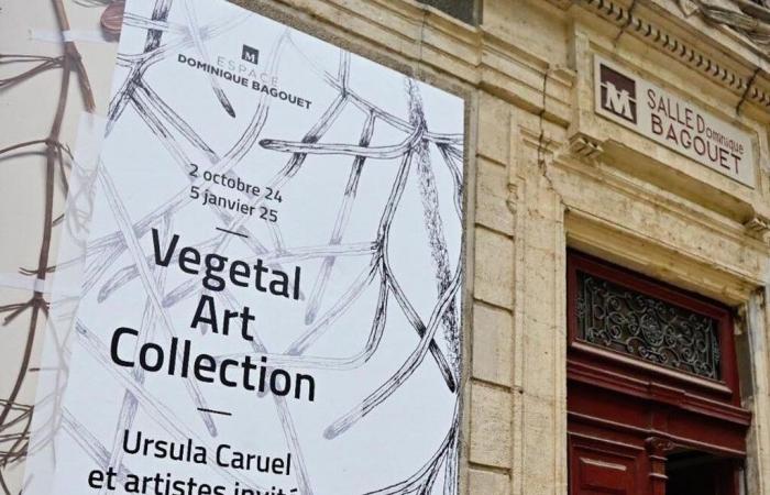 dos encuentros en torno a la exposición “Colección Arte Vegetal”