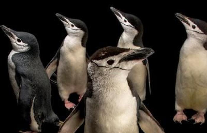 Estos padres pingüinos sobreviven con microsiestas de 4 segundos