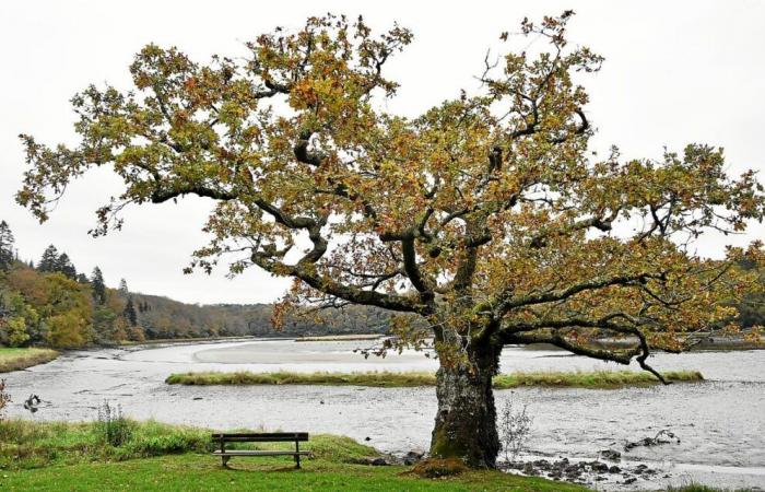 ¿El árbol más bello de Francia se encuentra en la abadía de Saint-Maurice en Clohars-Carnoët?