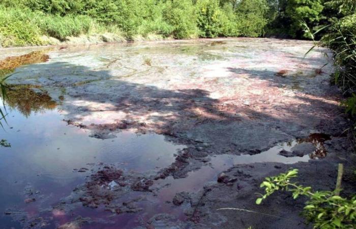 Látex vertido por error en el Mosa, en Francia: las autoridades belgas alertan a la población