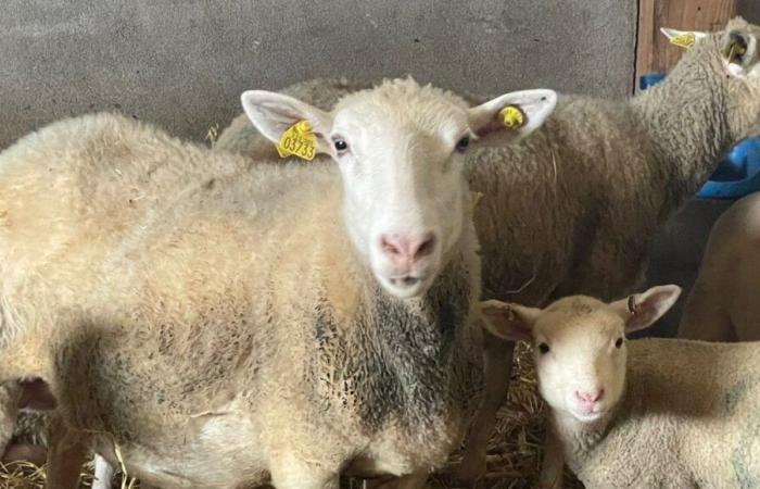 Hacerse cargo de una granja en Creuse es la elección de Perrine y Aurélien