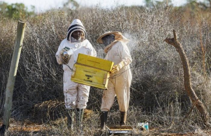 En Kenia, las abejas como solución al conflicto entre elefantes y humanos