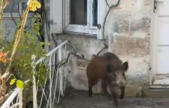 “No lo había visto, cargó enseguida”: invaden la ciudad, seis jabalíes sacrificados en Angulema