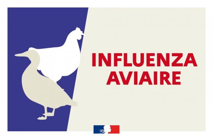 Influenza aviar: primer caso detectado en Allier – Comunicados de prensa 2024 – Comunicados de prensa – Noticias