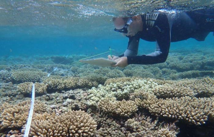 Los arrecifes de coral de la Isla de la Reunión en tiempo prestado