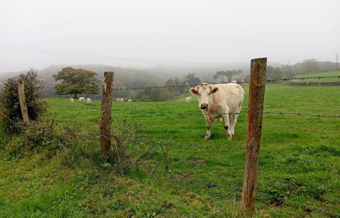 En Ganado Joven, los precios suben por falta de oferta, los precios de las vacas se estabilizan