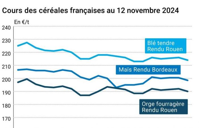 COTidienne | Cereales: Fuerte caída de los precios del trigo en EE.UU., el origen europeo resiste