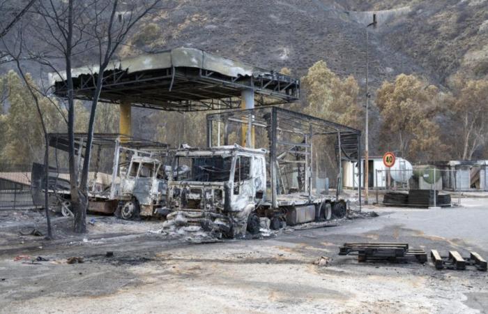 En Sicilia, combatir los incendios sembrando plantas resistentes al fuego