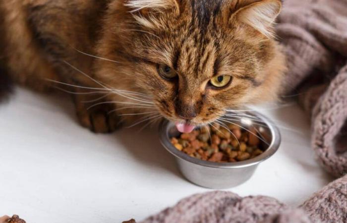 La mejor comida para gatos de supermercado según 60 millones de consumidores