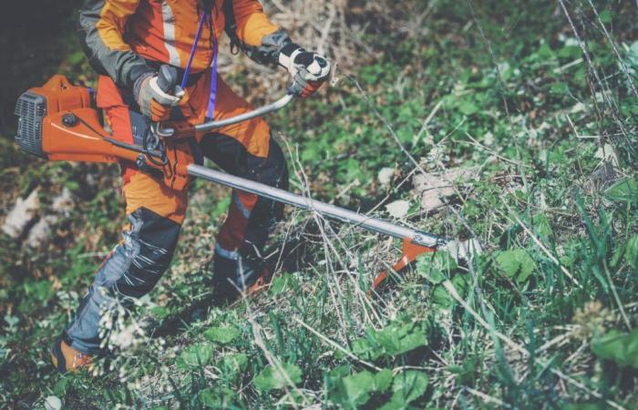 Es hora de limpiar la maleza para protegerse de los incendios.