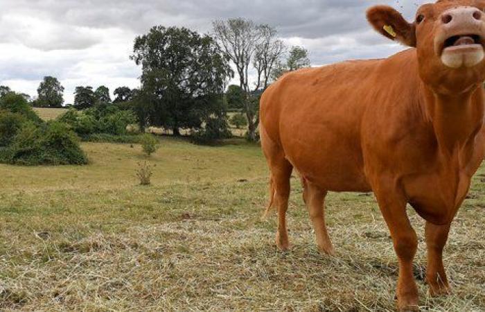 Bruselas se niega a revisar el componente agrícola