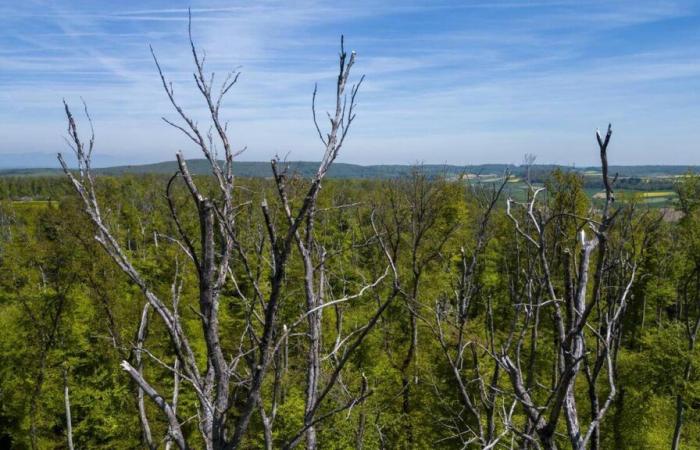 Los “sumideros de carbono” están en dificultades, más malas noticias para el clima