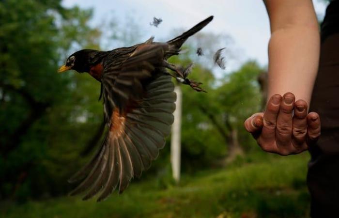 Casos crecientes de gripe aviar: evite las aves enfermas