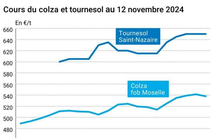 COTidienne | Semillas oleaginosas – Caída de los precios de la colza en consonancia con los mercados mundiales