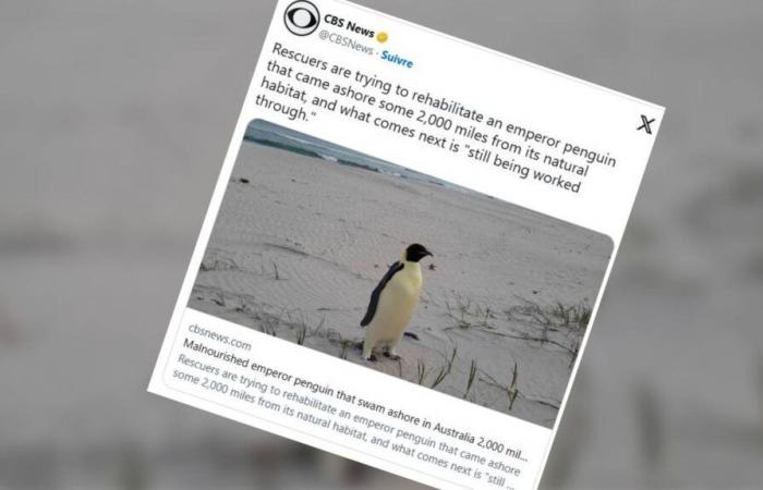 Gus, un pingüino emperador, perdido 3.400 kilómetros al norte, aterriza en una playa australiana