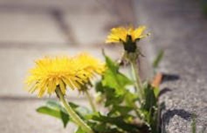 La orquídea y el diente de león: un enfoque personalizado para la salud cognitiva de las personas mayores