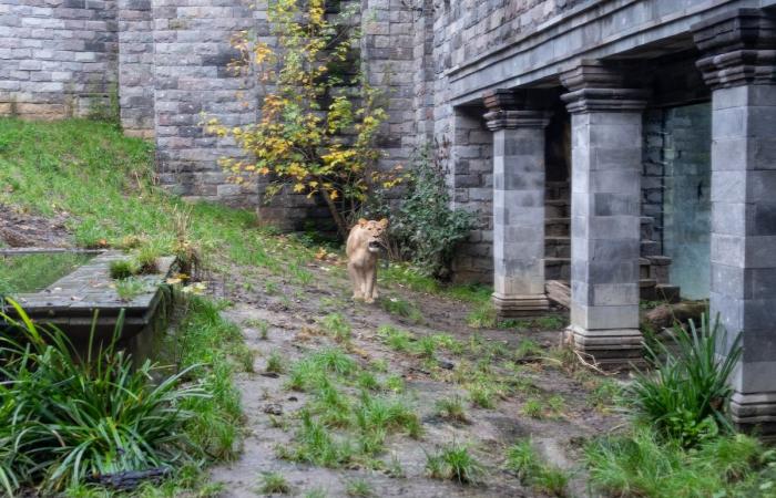 Buenas noticias en Pairi Daiza: leonas rescatadas de Ucrania ya son visibles al público (FOTOS y VIDEO)