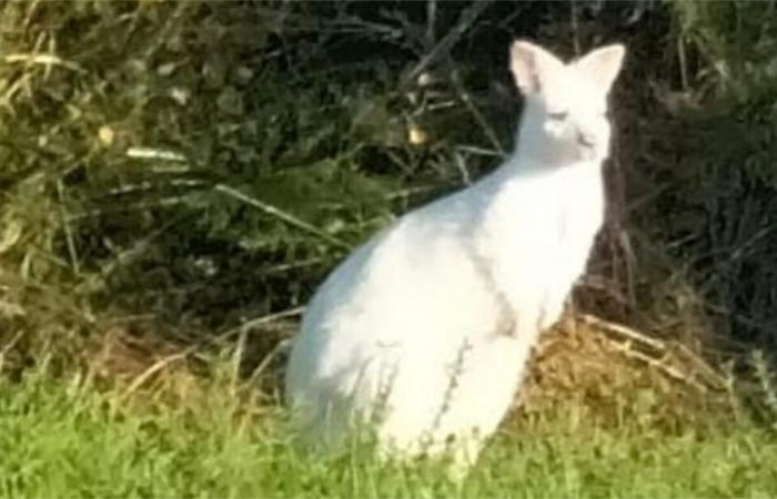 Un ualabí blanco vaga libremente por una ciudad de Vendée