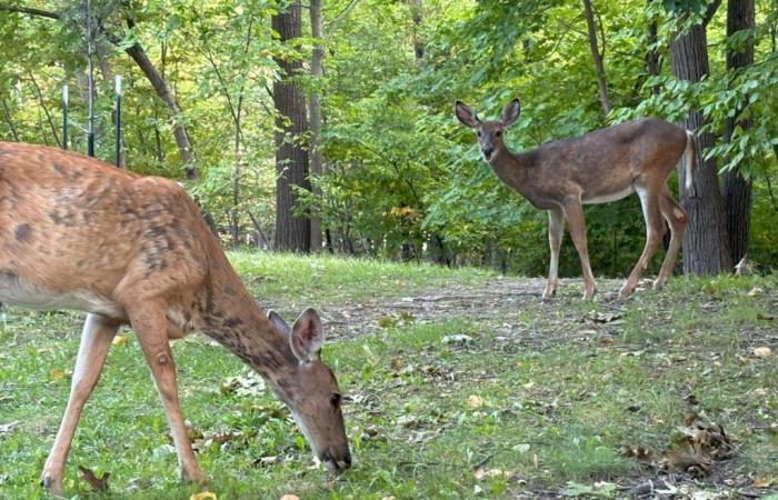 El Correo del Sur | Longueuil invierte en el proyecto PARCS en Santé