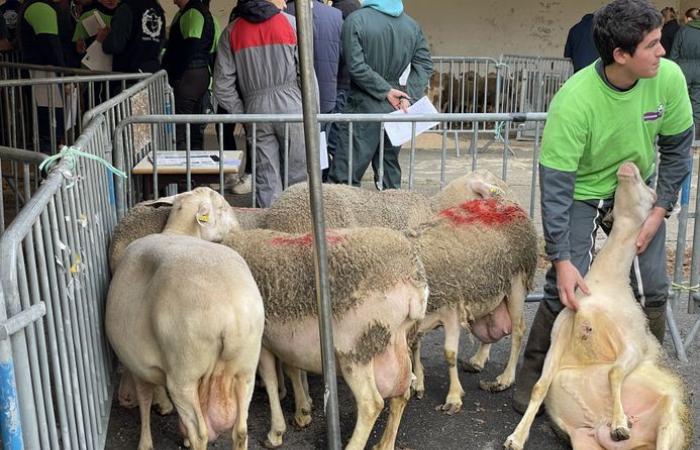 Descubra los diez estudiantes que representarán a Lozère durante la vigésima Ovinpiades regional