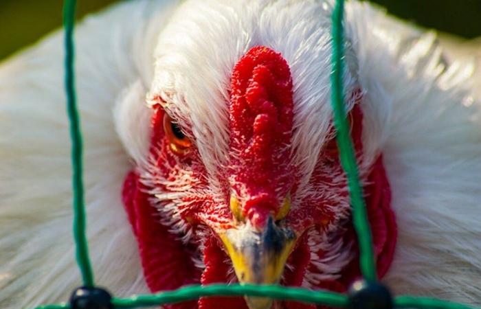 ¿Cuáles son las medidas para los criadores de aves y caza?