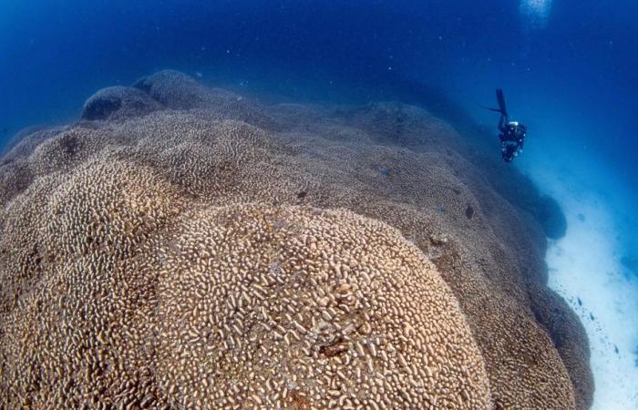 Océano Pacífico | El coral más grande del mundo descubierto en las Islas Salomón