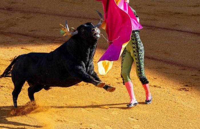 Tauromaquia y protección de la infancia: el Senado se opone a la prohibición para los menores