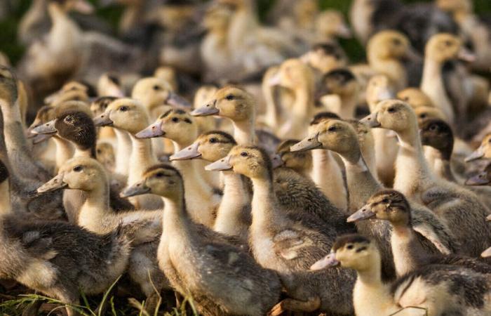 Landas. Detectado segundo caso de gripe aviar, sacrifican 6.000 patos