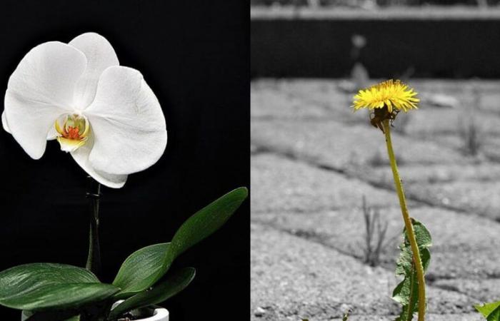 La orquídea y el diente de león: un enfoque personalizado para la salud cognitiva de las personas mayores