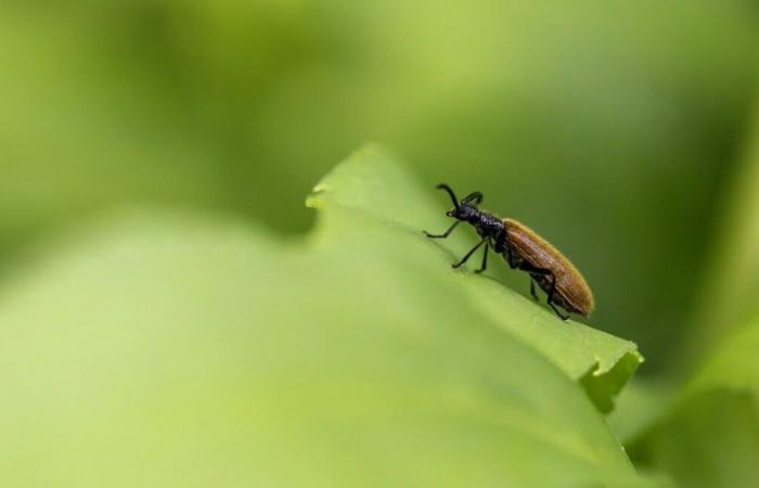 Insecto que come plástico descubierto por primera vez en África