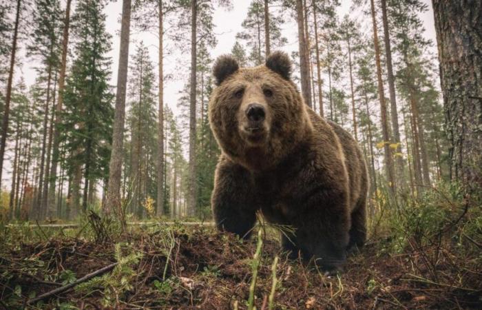 Los estafadores de seguros se disfrazan de osos para destrozar su coche y exigen 140.000 dólares