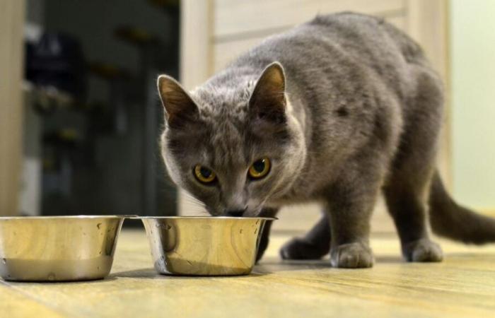 Estas croquetas para gatos son las peores para su salud, según 60 millones de consumidores