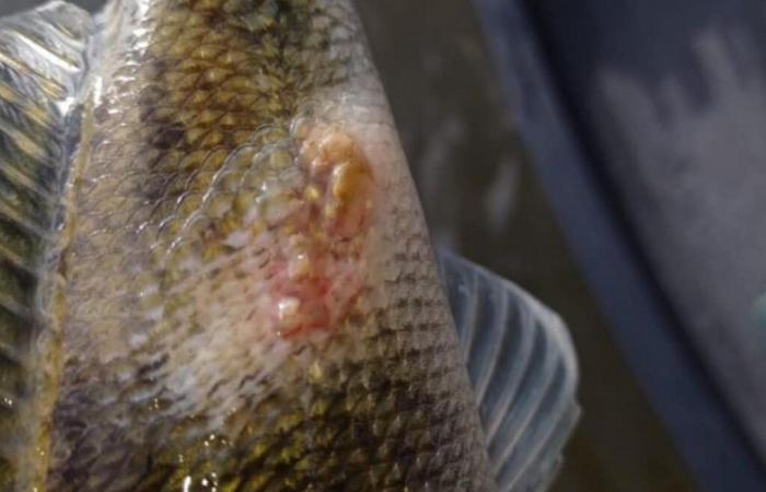 ¿Por qué pedimos ayuda a los pescadores el lunes por la mañana en el Lot?