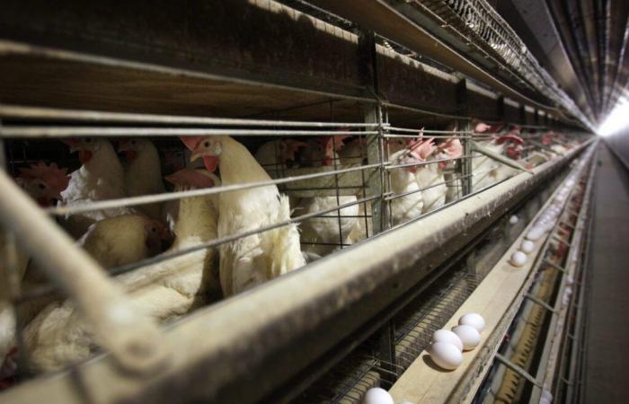 Se confirma el primer caso humano de gripe aviar H5N1 contraída en el país