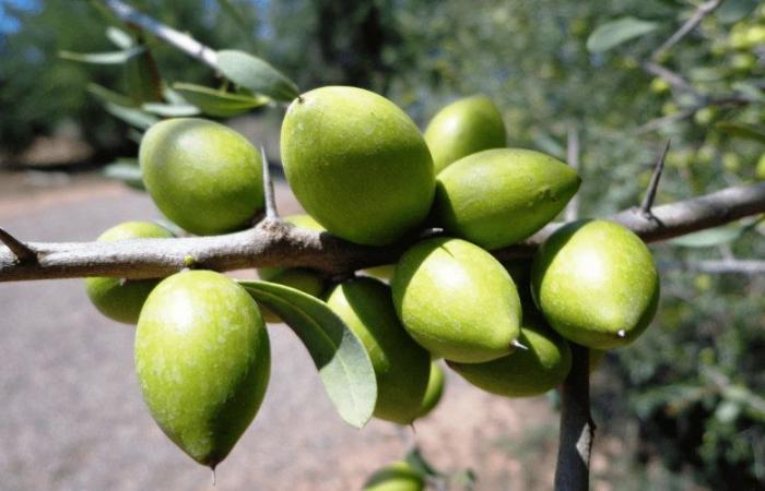 Marruecos apuesta por el árbol de argán