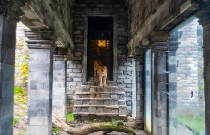 Buenas noticias en Pairi Daiza: leonas rescatadas de Ucrania ya son visibles al público (FOTOS y VIDEO)