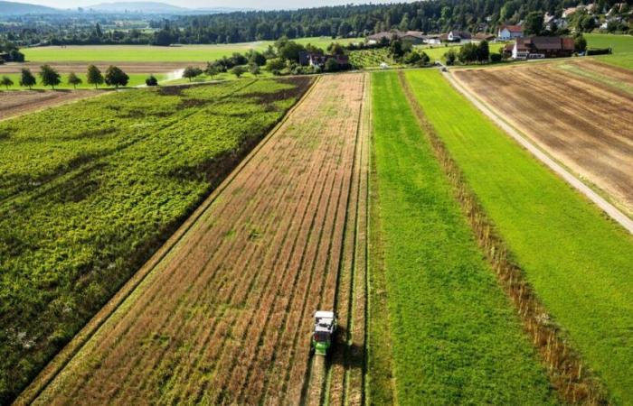 Los agricultores suizos, seducidos por incentivos para evitar los productos fitosanitarios – rts.ch