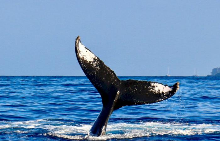 Excremento de ballena falso arrojado al océano: ¡este es el motivo!