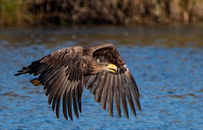 Una plataforma para ayudar a las aves rapaces a anidar en Brenne.